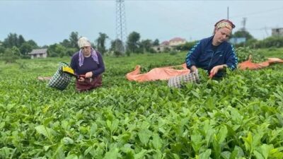 Rize'den geçen yıl yapılan çay ihracatı 2022'ye oranla yüzde 29