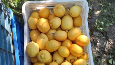 Resmi Gazete'de yayımlanan kararla, limon suyu izlenimi veren, limon aromalı