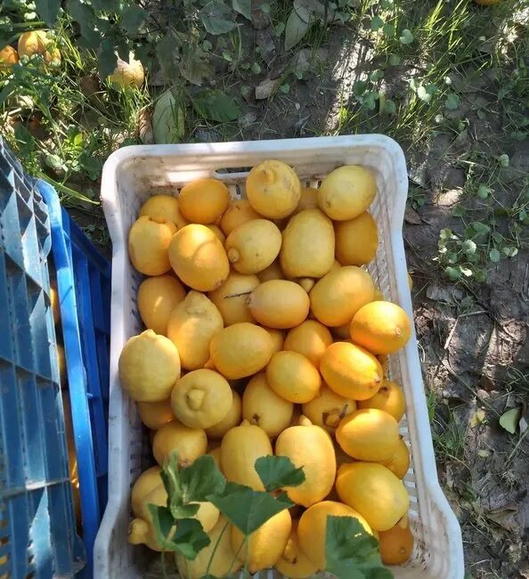 Resmi Gazete'de yayımlanan kararla, limon suyu izlenimi veren, limon aromalı