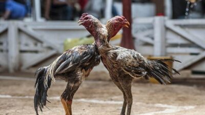 Batman’da kuzenler arasında horoz dövüşü nedeniyle çıkan kavgada, 1 kişi
