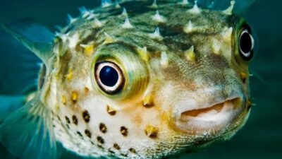 Hatay'da 7 kişilik bir aile, yedikleri balon balığından zehirlendi. Uzmanlar