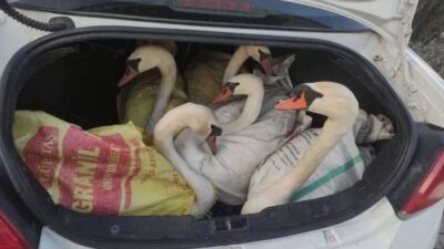 Edirne'nin İpsala ilçesinde hareketli anlar yaşandı. Durdurulan otomobilin içinden avlanması