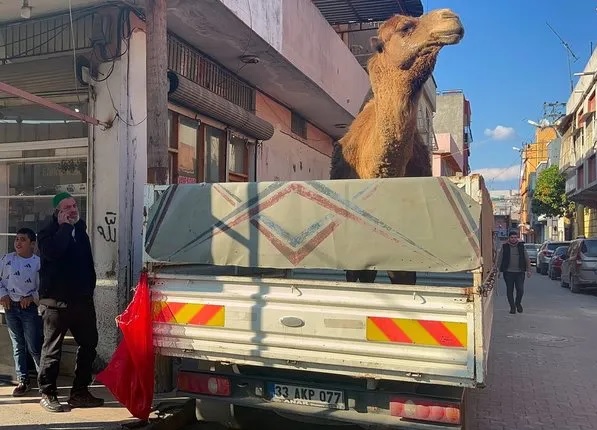 Adana’da kaçak yollardan kesilecek deve, son anda zabıta ekipleri tarafından