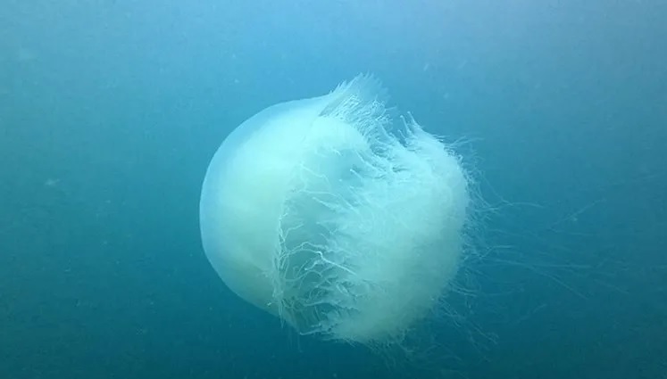 Akdeniz sahillerinde denizanalarının sayısı artmaya başladı. Uzman isim vatandaşları uyardı: