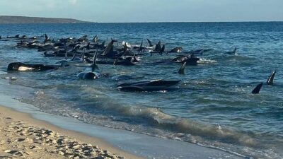 Avustralya’nın batısında 100’den fazla balina kıyıya vurdu. Doğal yaşamı koruma