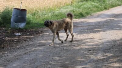 Geçtiğimiz hafta İmamoğlu ilçesinde tarlada soğan toplarken sokak köpeklerinin saldırısına