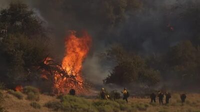 ABD'nin California eyaletine bağlı Los Angeles şehrinde bulunan ormanlık alanda