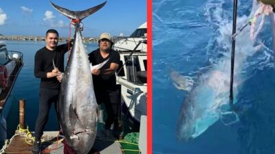 4 balıkçı, 154 kilogramlık orkinos balığını 1 saatlik mücadeleyle yakalandı.