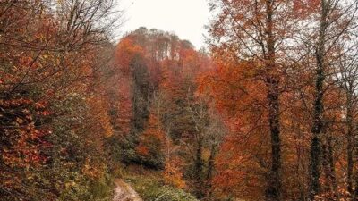 İstanbul Valiliği, orman yangınlarının önlenmesi amacıyla, bazı piknik ve mesire