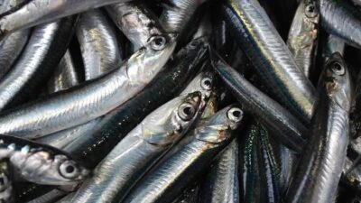 Su ürünleri avcılığını düzenleyecek yeni kurallar belirleniyor. Yeni tebliğ için