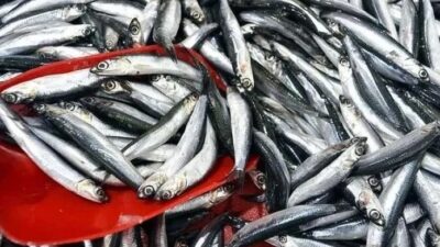 Türkiye'de son 10 yılda balık avcılığında 1,6 milyon tonla hamsi