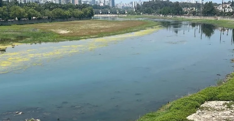 Seyhan Nehri’nin suyu, köprü çalışması nedeniyle kesilince nehir yosuna büründü.