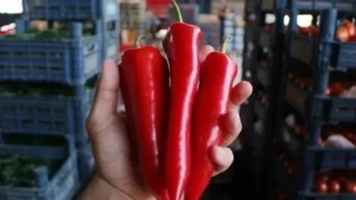 Kapya biberi tarlada kilosu 15 TL'den satılırken marketlerde 80 TL'den
