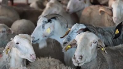 Tarım ve Orman Bakanlığından Kurban Bayramı öncesi kesimhane denetimi gerçekleşti.