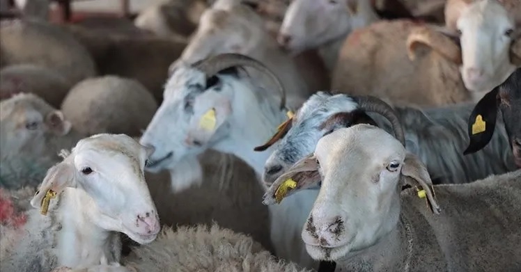 Tarım ve Orman Bakanlığından Kurban Bayramı öncesi kesimhane denetimi gerçekleşti.