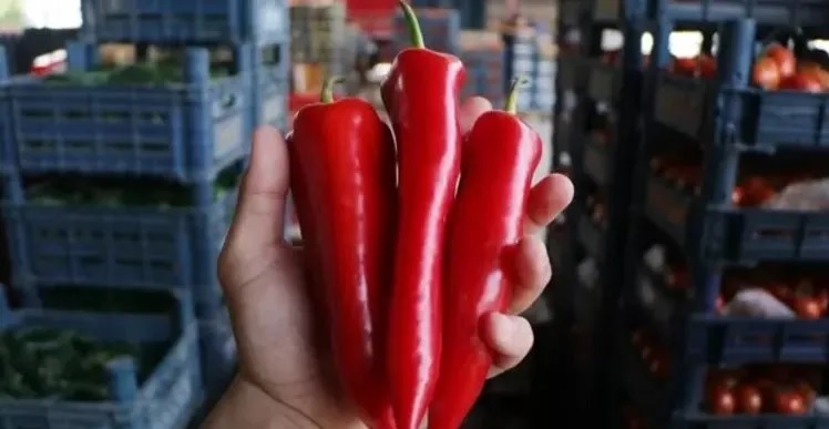 Kapya biberi tarlada kilosu 15 TL'den satılırken marketlerde 80 TL'den