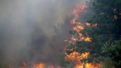 Edirne'nin Lalapaşa ilçesinin Bulgaristan sınırındaki Ömeroba köyünde orman yangını çıktı.