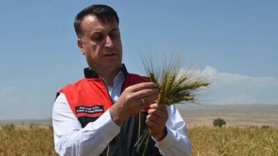 Muş’ta ilk kez deneme olarak ekimi yapılan Ata buğdayında yüksek