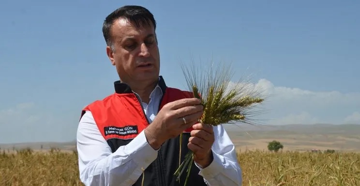 Muş’ta ilk kez deneme olarak ekimi yapılan Ata buğdayında yüksek
