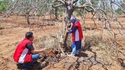 Bozova’da 60 yıllık fıstık ağaçlarının neden kuruduğu merak konusu oldu.