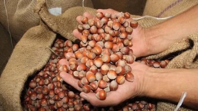 Toprak Mahsulleri Ofisi (TMO) 2024-2025 sezonu kabuklu fındık alım fiyatlarını