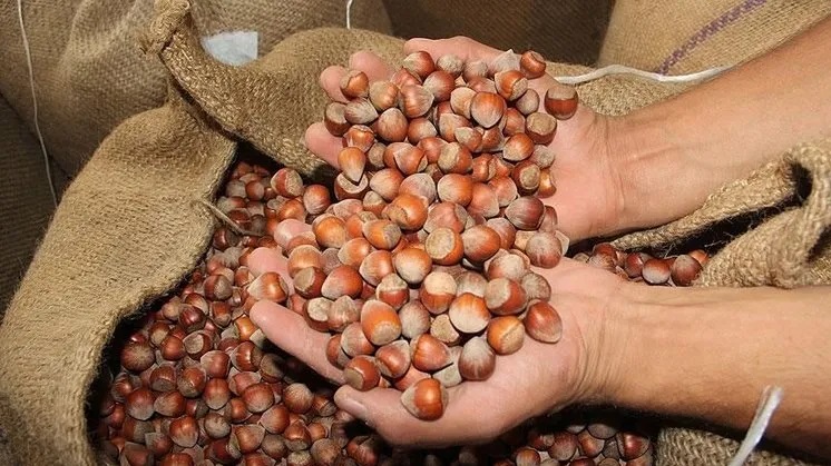 Toprak Mahsulleri Ofisi (TMO) 2024-2025 sezonu kabuklu fındık alım fiyatlarını