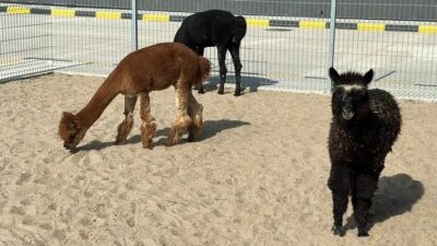 Türkiye'ye giriş yapmak üzere Pazarkule Sınır Kapısı'na gelen bir otomobilde