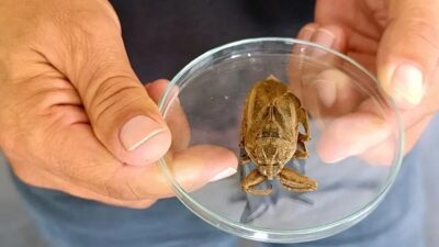 Türkiye'de tatlı sularda yaşayan ve halk arasında 'parmak kopartan böcek'