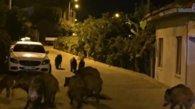 Muğla'nın Marmaris İlçesinde vatandaşlar ilginç görüntülerle karşılaştı. Yemek aramak için