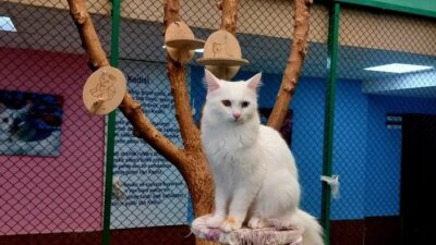 Beyaz tüyleri, kabarık kuyruğu bir gözü mavi, diğer gözü kehribar