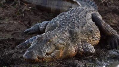 İstanbul’da, kaçak yollarla ülkeye sokulduğu belirlenip el konulan 2 timsah,
