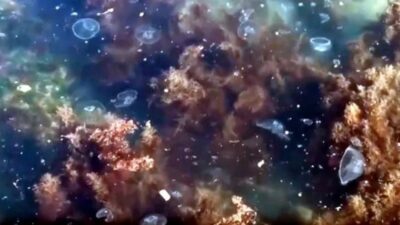 Marmara Denizi'nin farklı bölgelerinde, 'deniz salyası' olarak bilinen müsilaj belirtilerinin