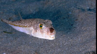 Balon balığının ilaç, deri, tekstil gibi sanayi kollarında değerlendirilerek ekonomiye