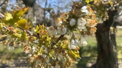 Konya’da Kiraz Üreticileri Birliği Başkanı Suat Ordu, zirai donun ardından