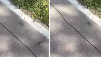 Arnavutköy’de çam kese tırtıllarının oluşturduğu konvoy, cep telefonu kamerasına yansıdı. Ucu