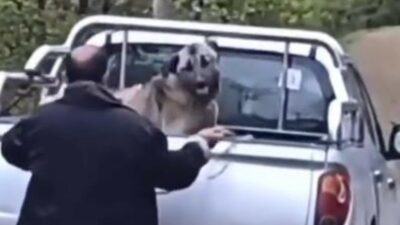 Trabzon‘da bir köpeğe şiddet uygulayan saldırgan, gözaltına alındı. Olay ilçeye