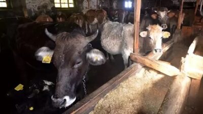 Şanlıurfa'da ineğin tepmesi sonucu yaralanan 10 yaşındaki Berfin hastanede 2