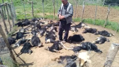 Bingöl'ün Balpınar köyünde Zülküf Bucuka'ya ait ağıla giren kurtlar, 49