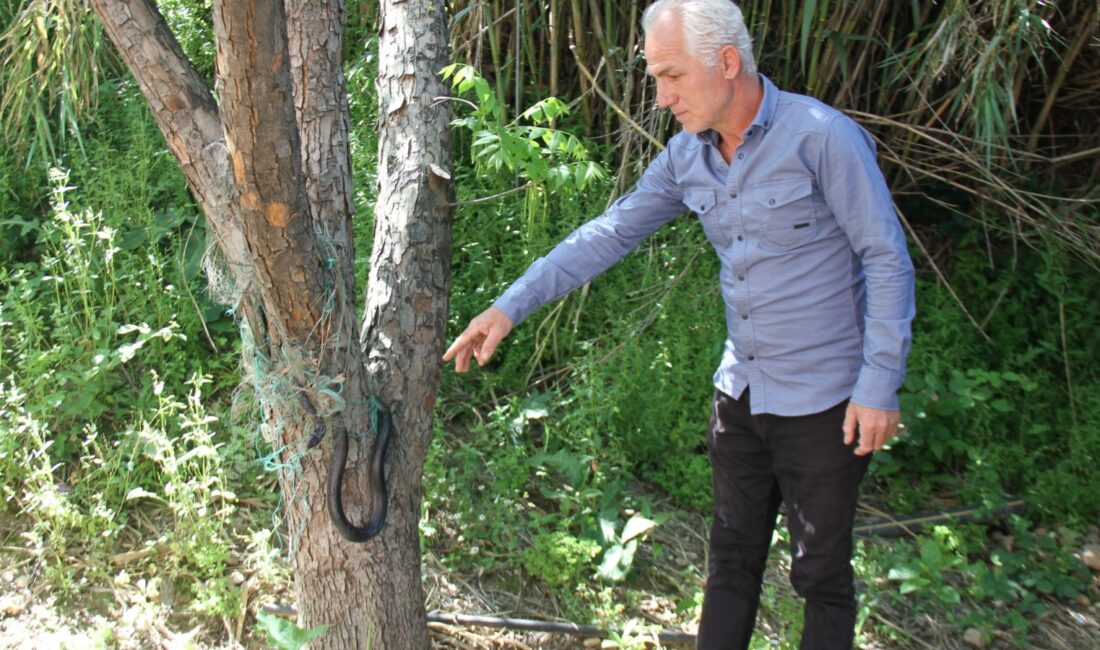 Antalya Serik’te Kökez Mahallesi Belkıs mevkisinde, evin bahçesindeki ağaçta yer