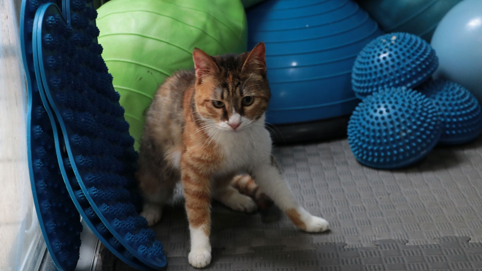 6 Şubat 2023’teki depremlerde Hatay’ın Defne ilçesinde gerçekleştirilen arama kurtarma