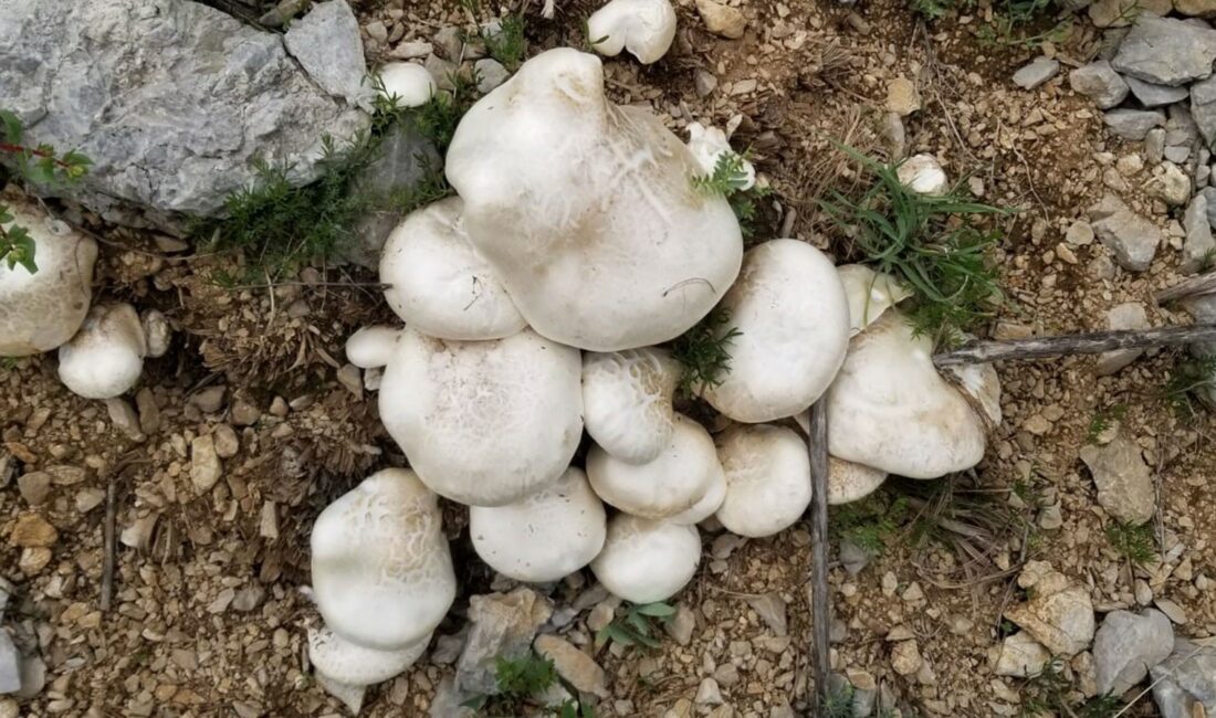 Erzincan'da bahar mevsimiyle birlikte hava sıcaklıklarının artmasının ardından vatandaşlar doğada