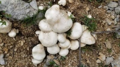 Erzincan'da bahar mevsimiyle birlikte hava sıcaklıklarının artmasının ardından vatandaşlar doğada