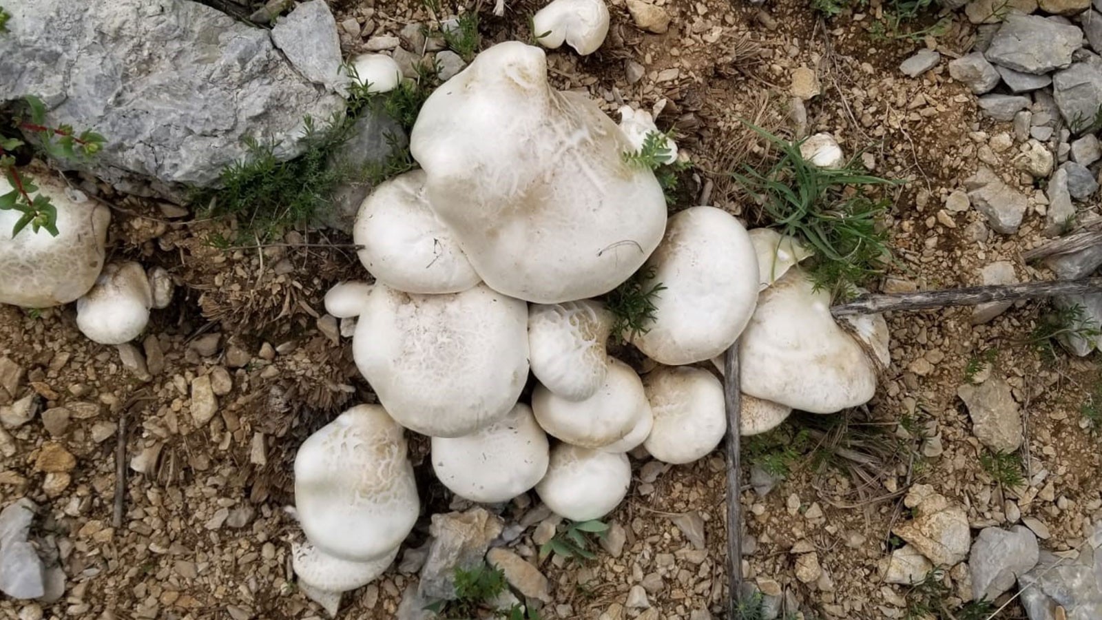 Erzincan'da bahar mevsimiyle birlikte hava sıcaklıklarının artmasının ardından vatandaşlar doğada