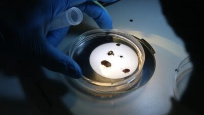 Ülkemizde istilacı olduğu düşünülen yeni bir kene türü tespit edildi.