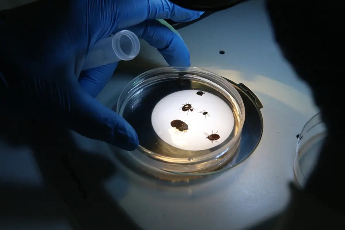 Ülkemizde istilacı olduğu düşünülen yeni bir kene türü tespit edildi.