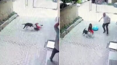 İstanbul Ataşehir'de pitbull cinsi bir köpek, sokakta oynayan bir çocuğa