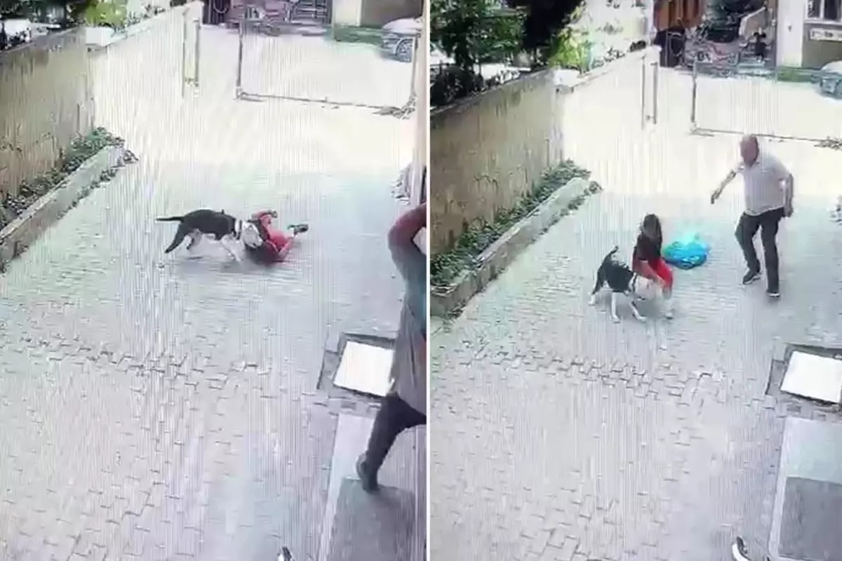 İstanbul Ataşehir'de pitbull cinsi bir köpek, sokakta oynayan bir çocuğa