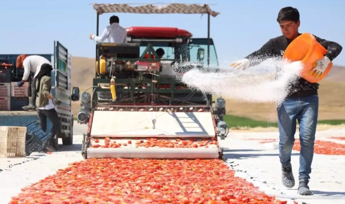 Elazığ'da 2 bin dönümde 600 işçinin emeği ile toplanıp kurutulan