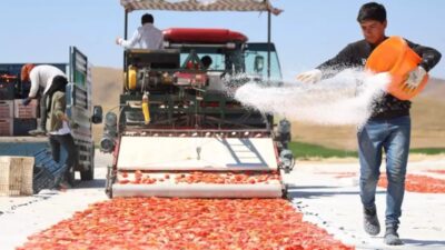 Elazığ'da 2 bin dönümde 600 işçinin emeği ile toplanıp kurutulan