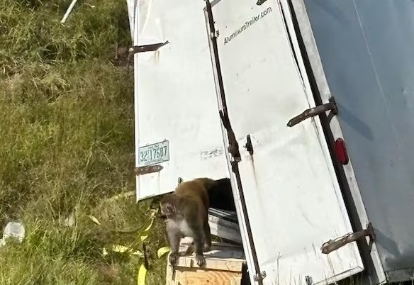 ABD'nin Güney Karolina eyaletinde üzerinde deney yapılan maymunları taşıyan bir